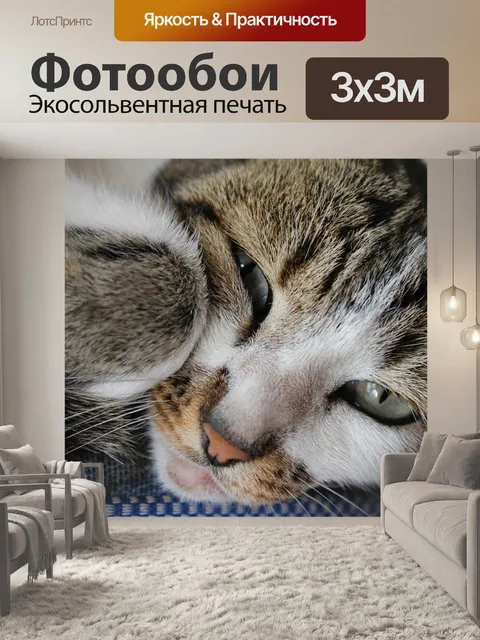 Фотообои Кошка