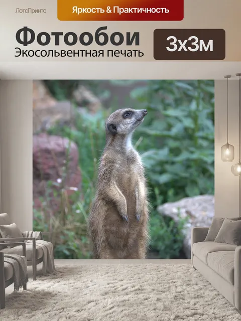 Фотообои Сурикат
