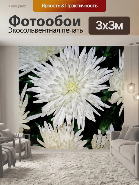 Фотообои Хризантемы