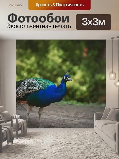 Фотообои Павлин