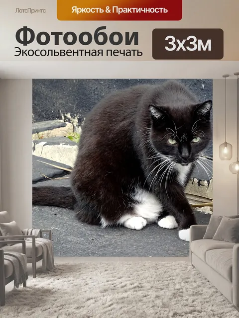 Фотообои Черный и белый кот
