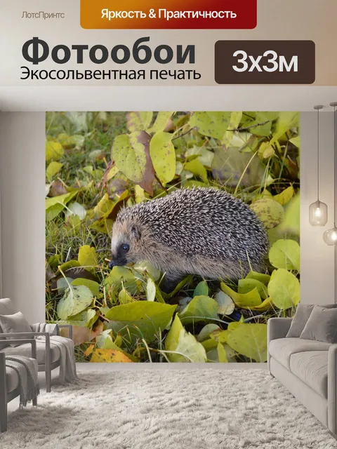 Фотообои Ежик