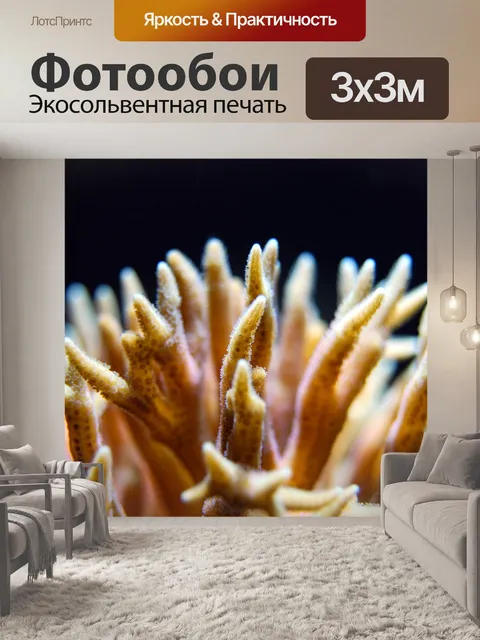 Фотообои Коралл