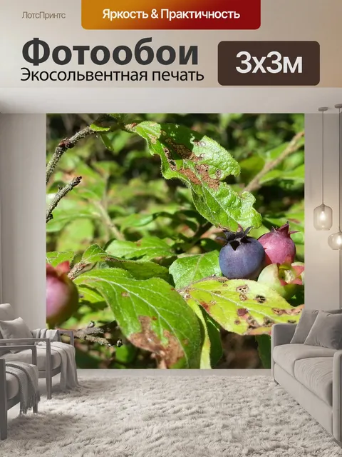 Фотообои Букет Черника
