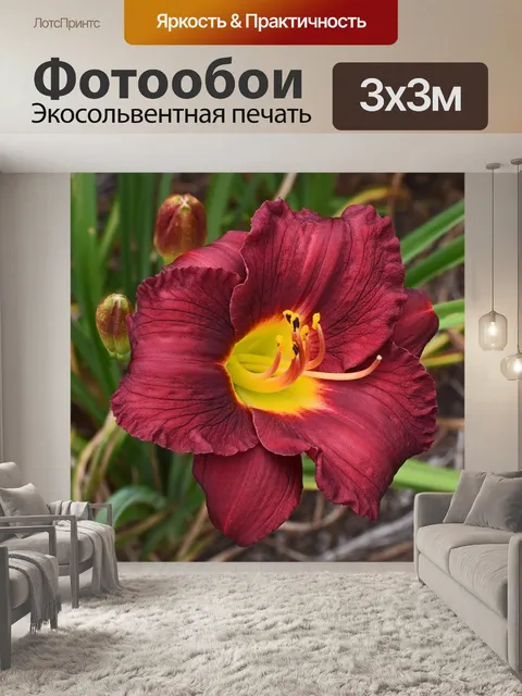 Фотообои Красно-оранжевый и желтый лилейник