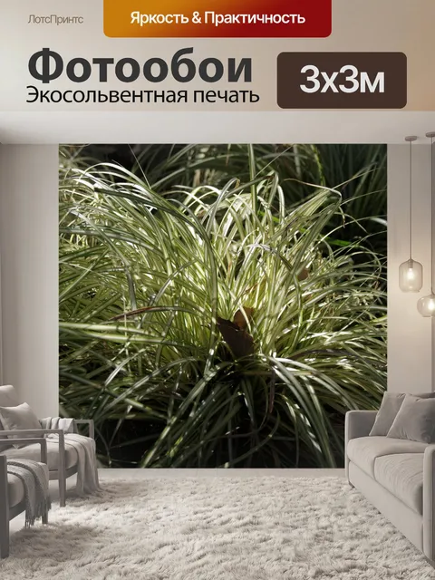Фотообои Паук в луче солнечного света