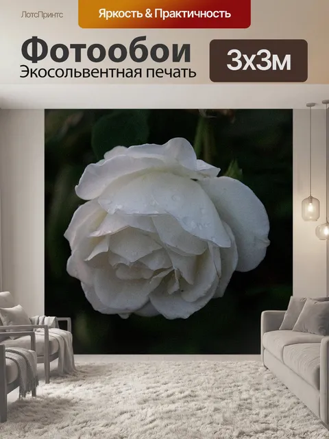 Фотообои Белая роза с каплями дождя
