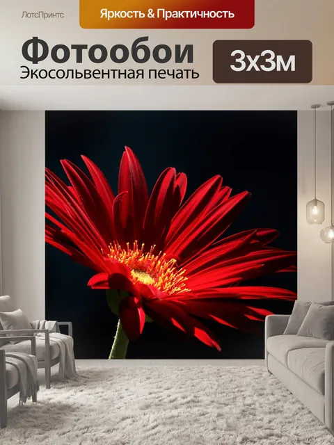 Фотообои Красная Гербера Дейзи в центре внимания