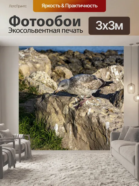Фотообои Чайка