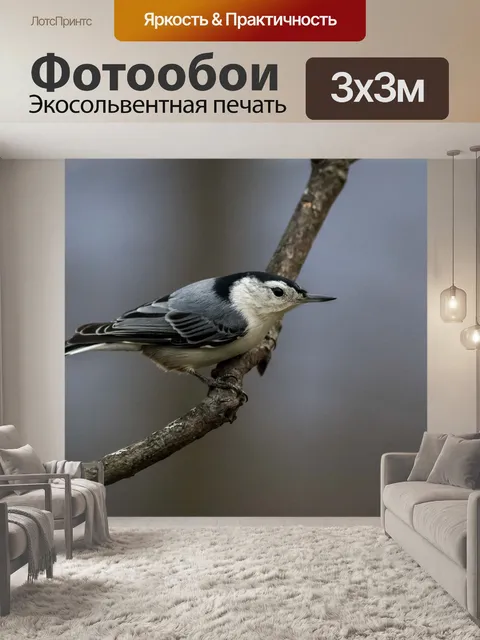 Фотообои Белогрудый поползень