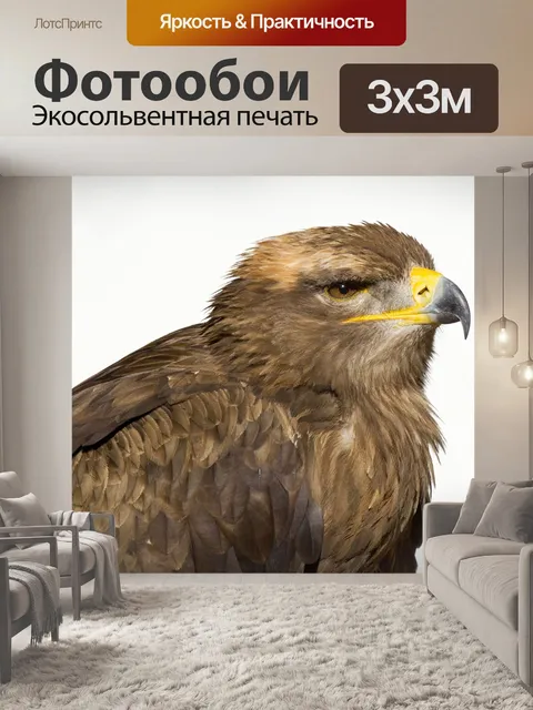 Фотообои Хищная птица