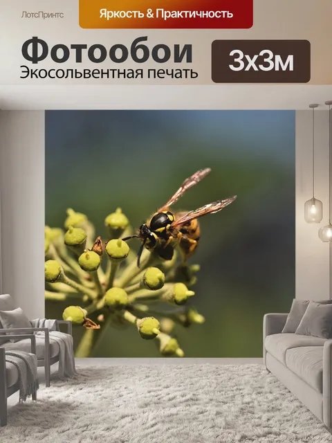 Фотообои Оса