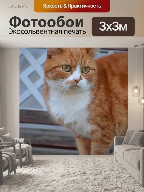 Фотообои Рыжая кошка.