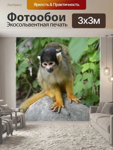 Фотообои Беличьих обезьян 2