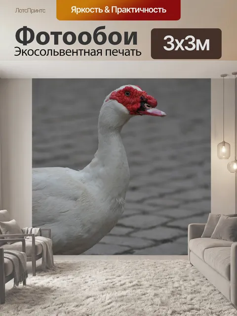 Фотообои Мускусная утка