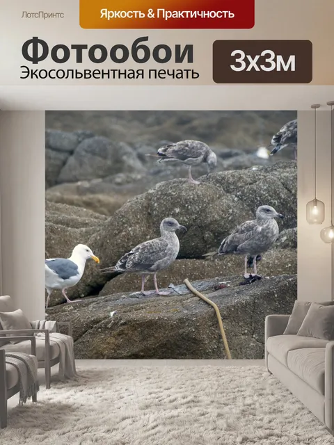 Фотообои Морские чайки