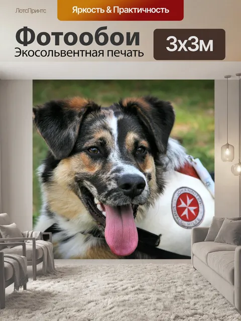 Фотообои Собака