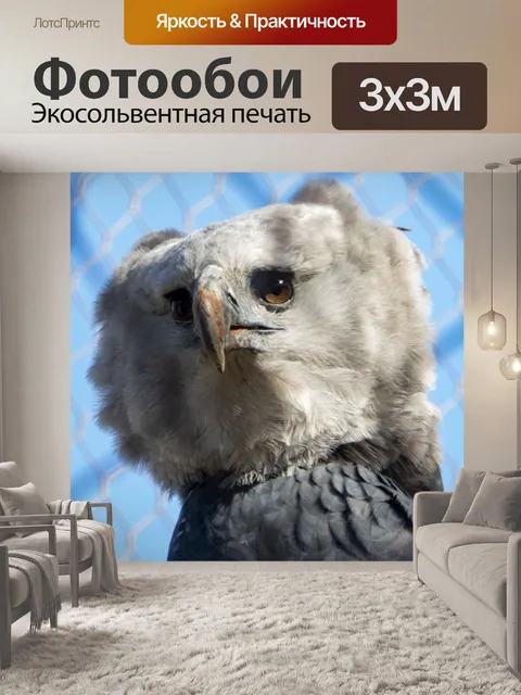 Фотообои Гарпия Орел