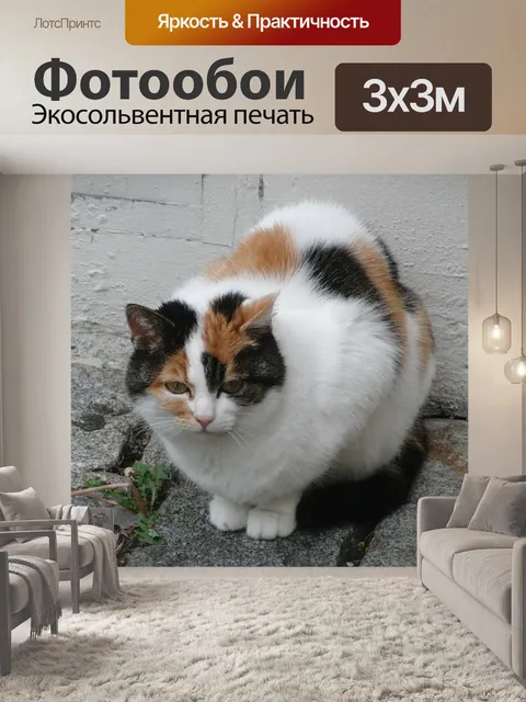 Фотообои Кот