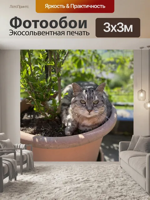 Фотообои Кошка