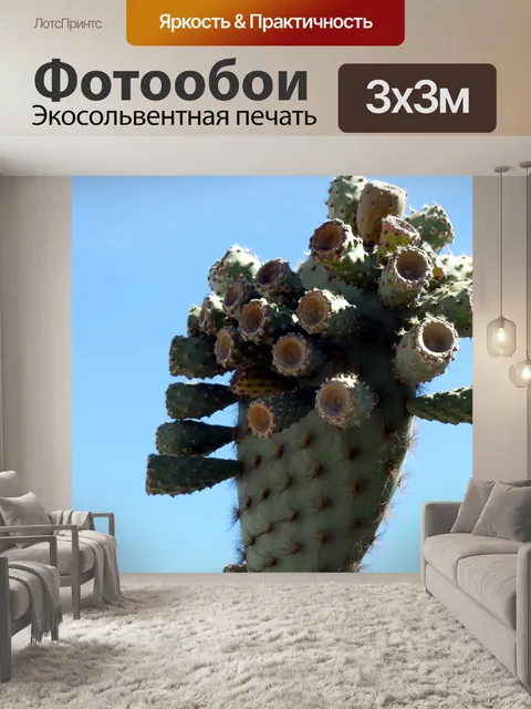Фотообои Галапагосские Кактус