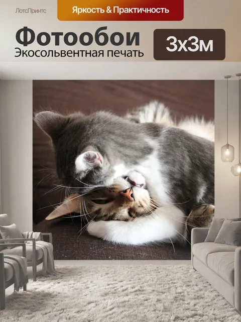 Фотообои Кошка