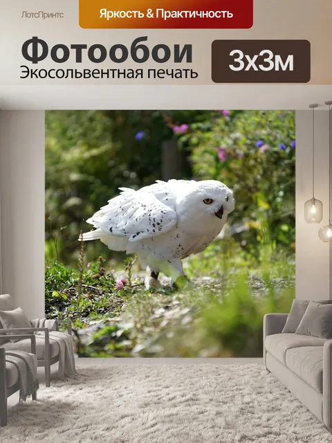 Фотообои Сова