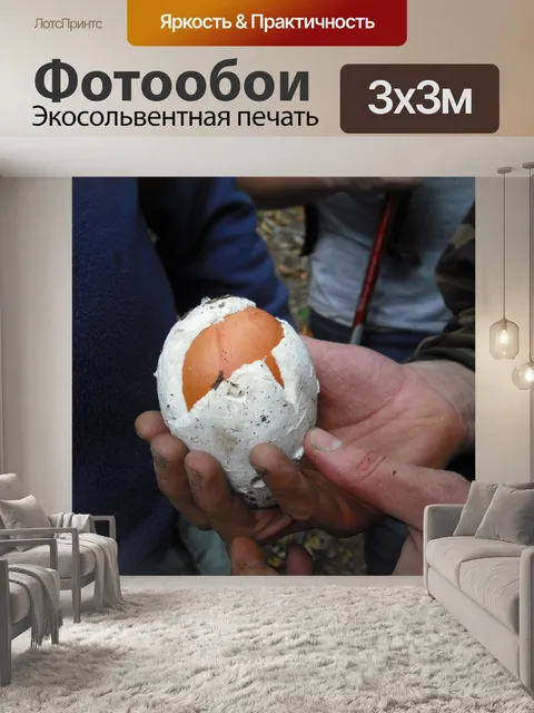 Фотообои Грибы