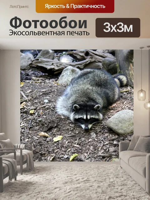 Фотообои Енот
