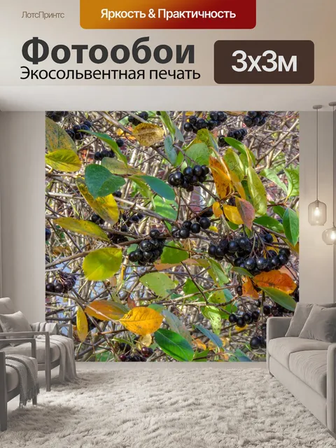 Фотообои Черноплодная рябина