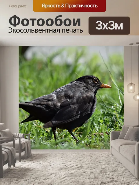 Фотообои Черный дрозд