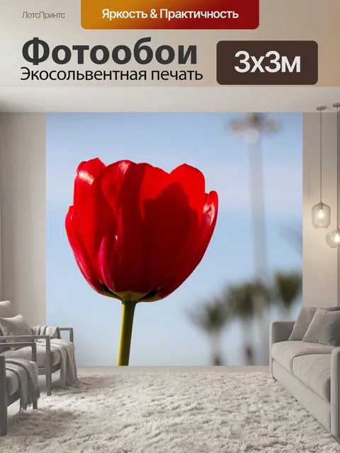 Фотообои Одиночный красный тюльпан