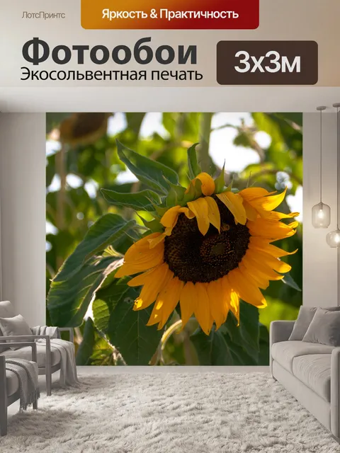 Фотообои Гигантский подсолнух