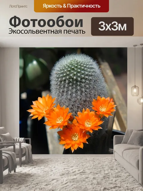 Фотообои Цветы кактуса