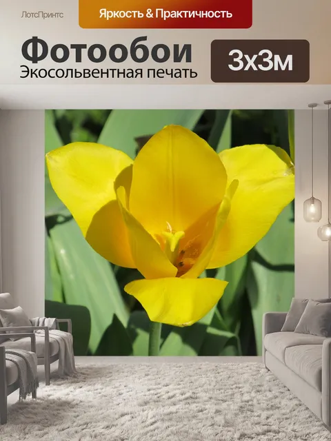 Фотообои Желтый тюльпан в цвету