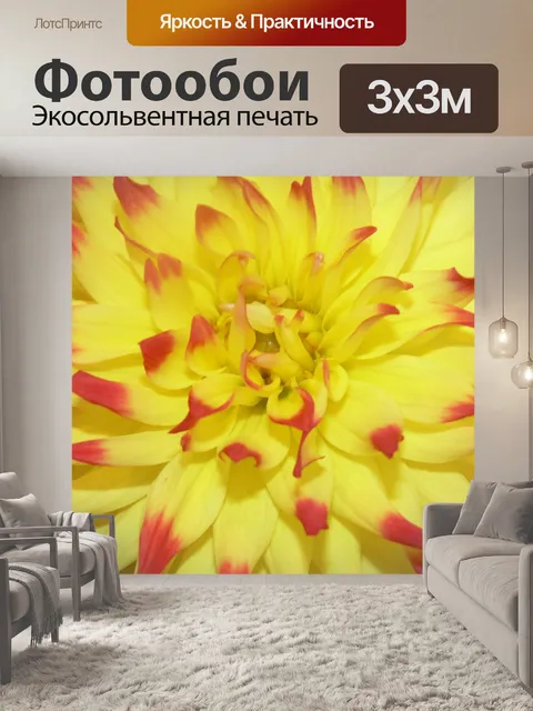 Фотообои Окрашены в красный цвет желтого цветок к