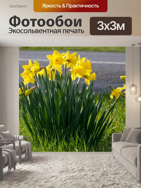 Фотообои Нарциссы