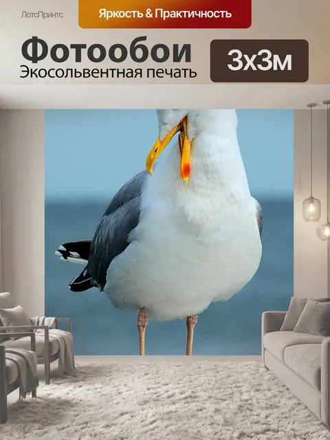 Фотообои Чайка
