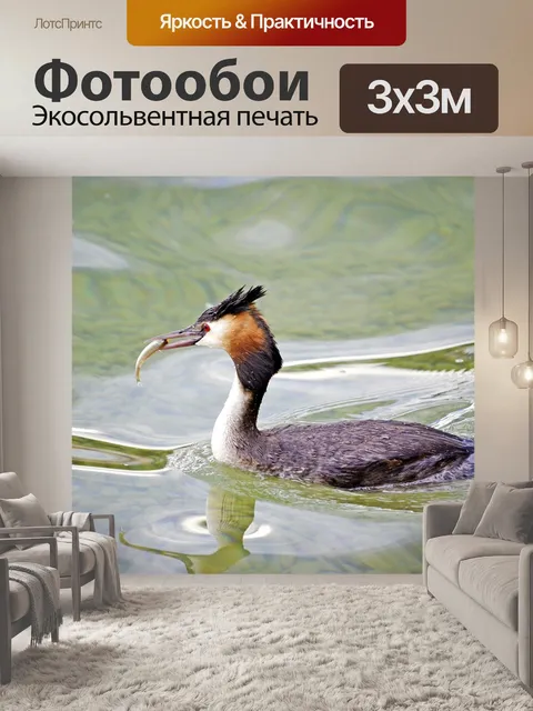 Фотообои Большая хохлатая поганка