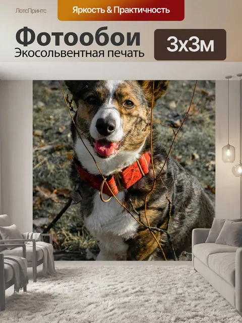 Фотообои Корги
