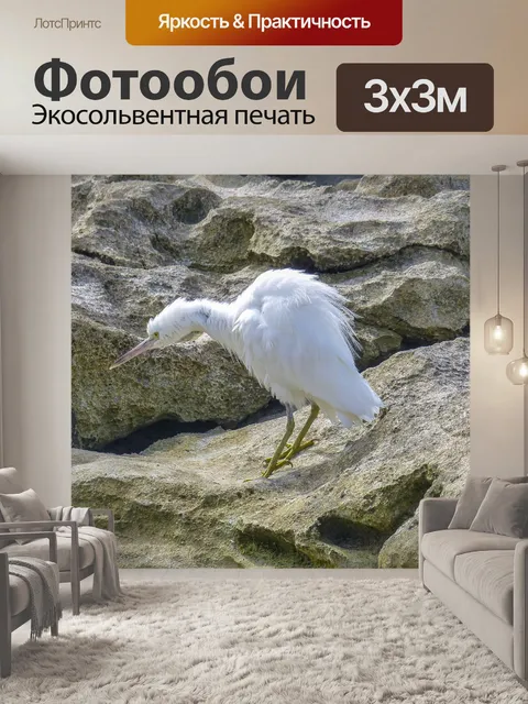 Фотообои Птица