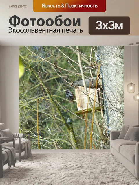 Фотообои Звезда