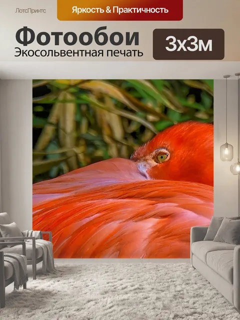 Фотообои Пеликан