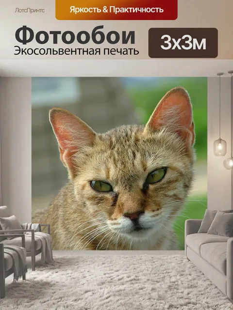 Фотообои Кошка