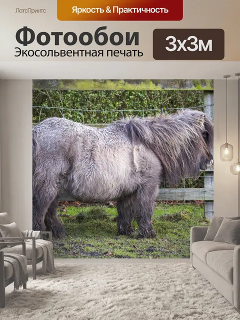 Фотообои Шетландский пони