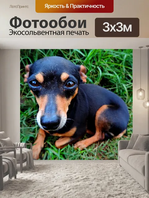 Фотообои Собака