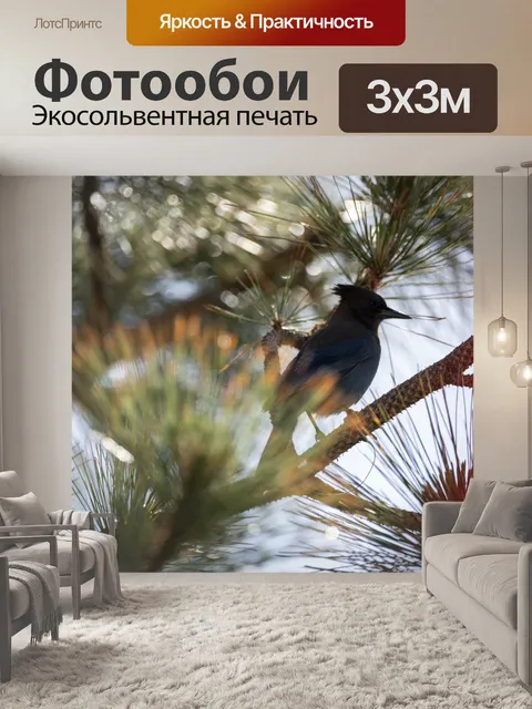 Фотообои Голубая сойка