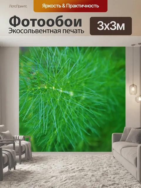 Фотообои фенхель веточка