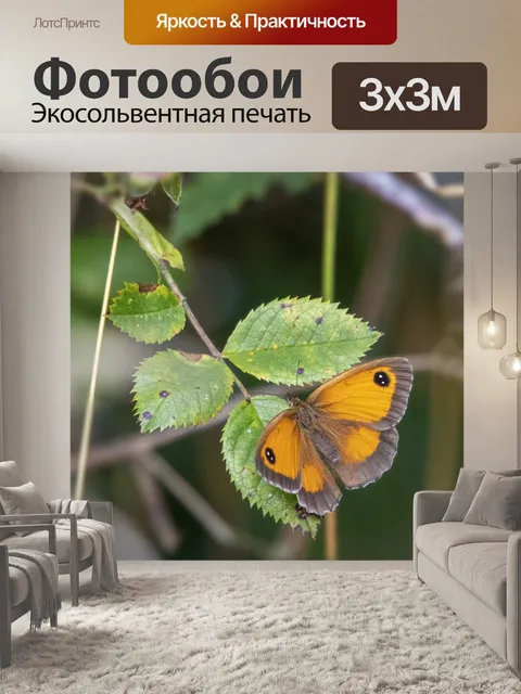 Фотообои Бабочка