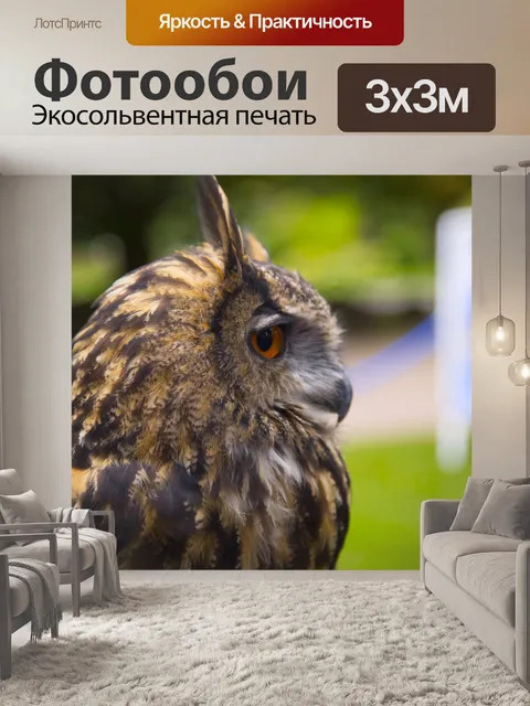 Фотообои Птица - Сова
